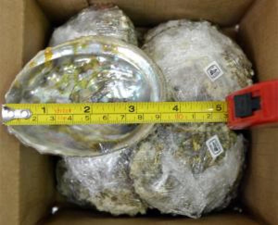 Abalone Shell 3-4"L
