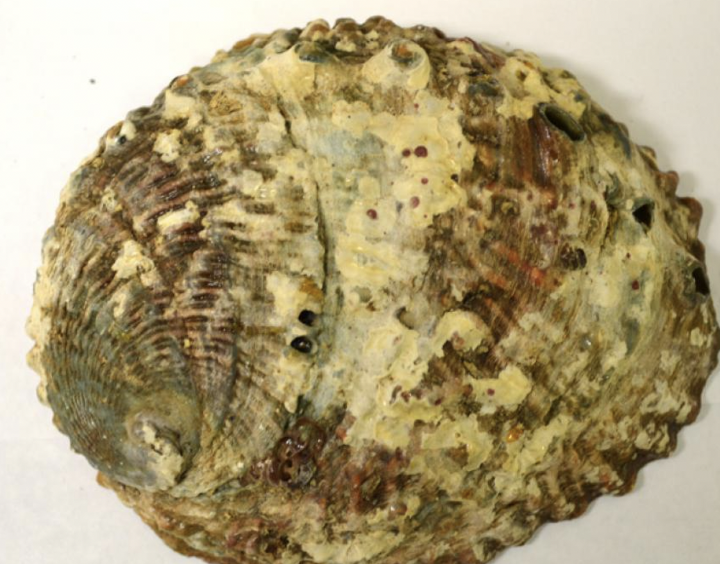 Abalone Shell 3-4"L