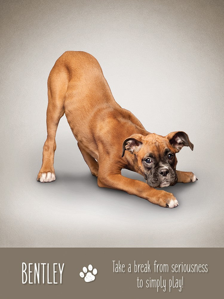 Yoga Dogs Deck & Book Set
