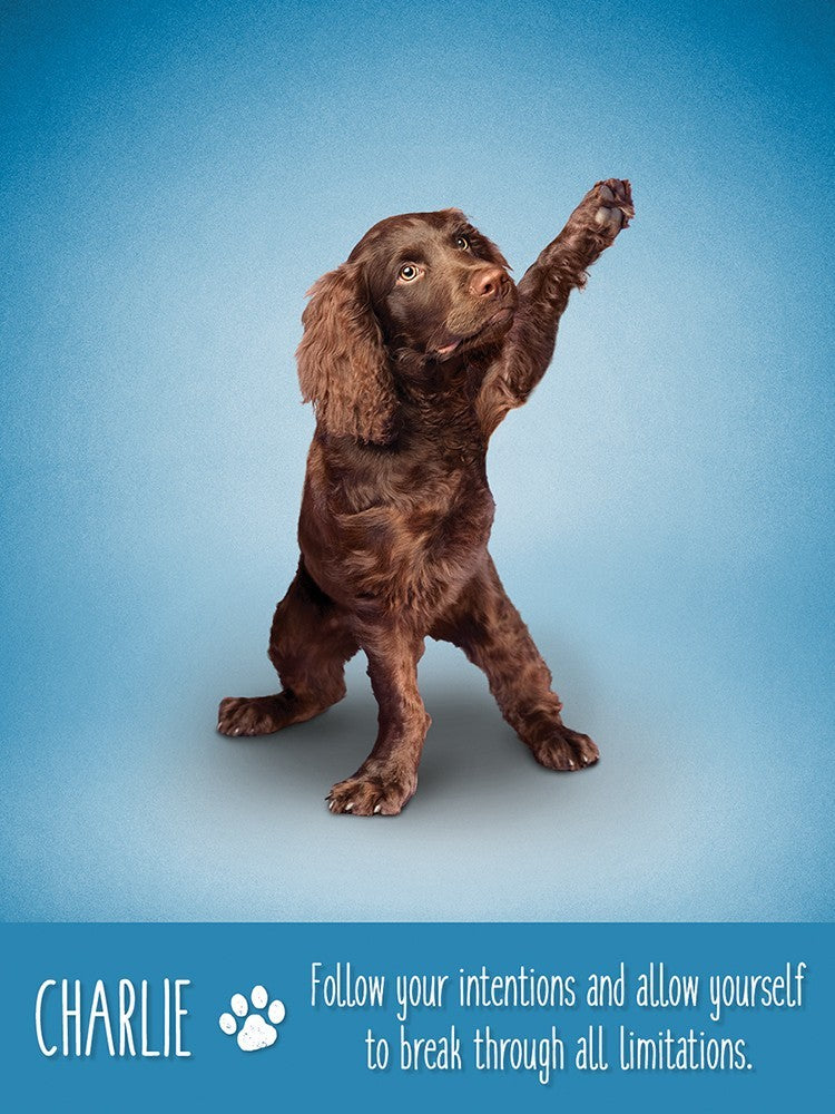Yoga Dogs Deck & Book Set