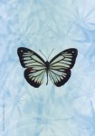 Universal Wisdom Oracle Cards