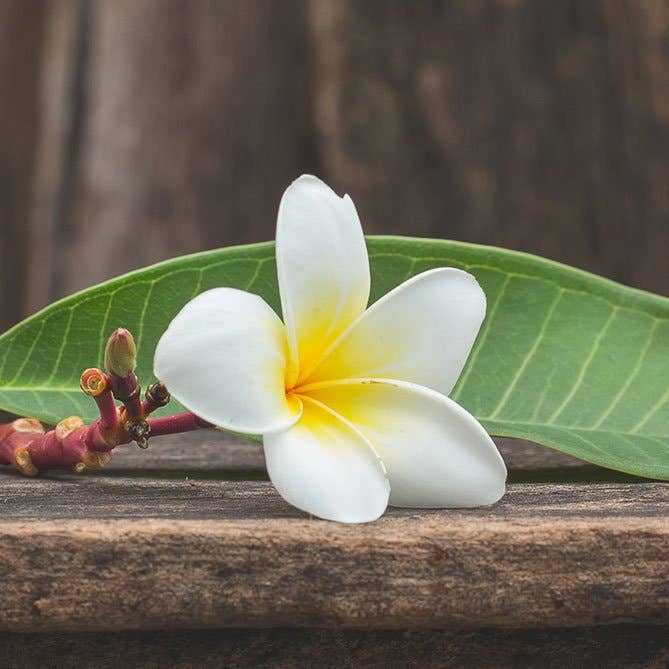 Frangipani Oil