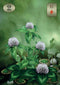 Thelema Lenormand