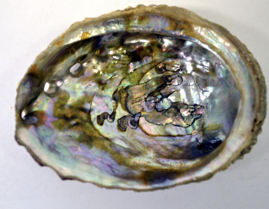 Abalone Shell 3-4"L