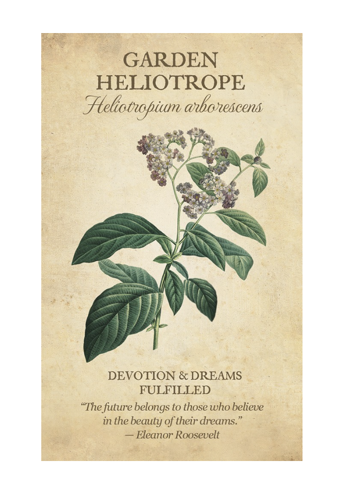 Botanical Inspirations Deck & Book Set