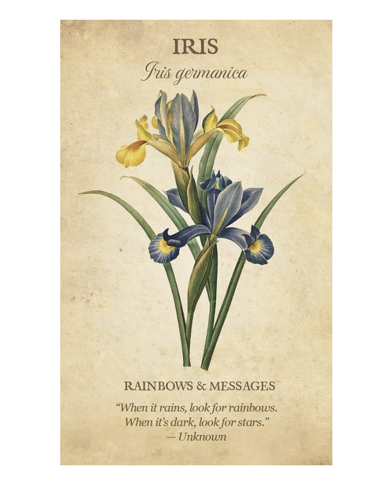 Botanical Inspirations Deck & Book Set