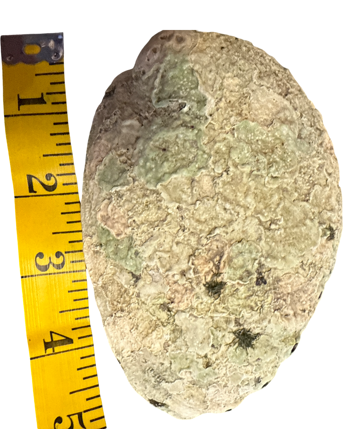 Abalone Smudging  Shell Medium Size