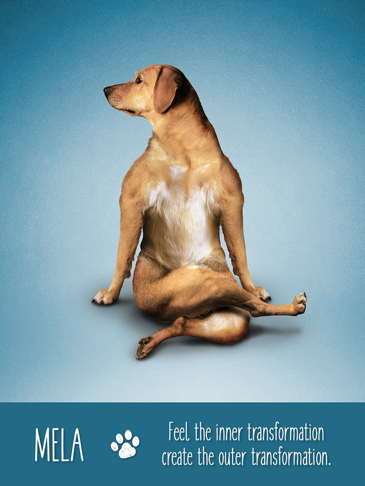 Yoga Dogs Deck & Book Set